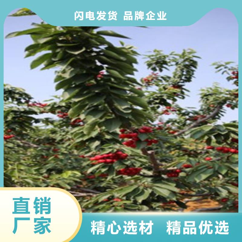 嫁接樱桃树苗1公分