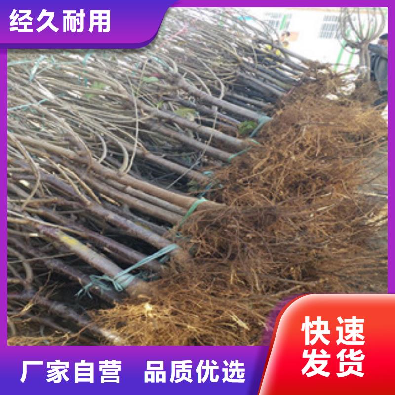 早大果樱桃树苗