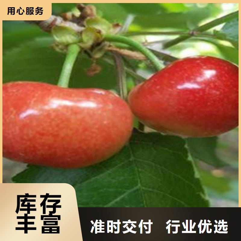 晚熟樱桃树苗1厘米