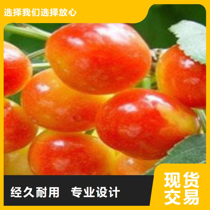 嫁接樱桃树苗1公分