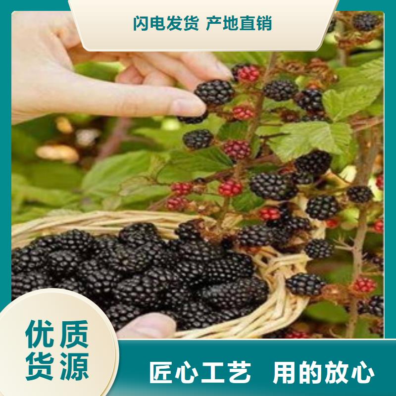 美21号苗种植时间
