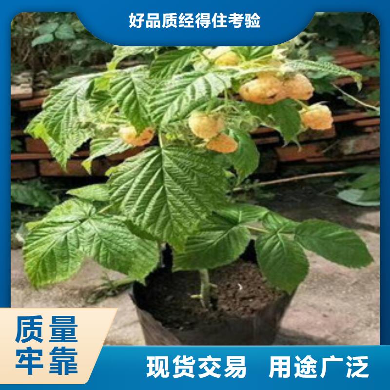 无刺红树莓苗