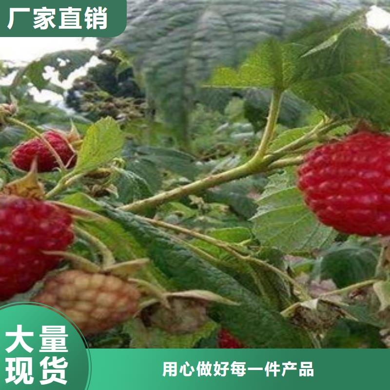 无刺红树莓苗