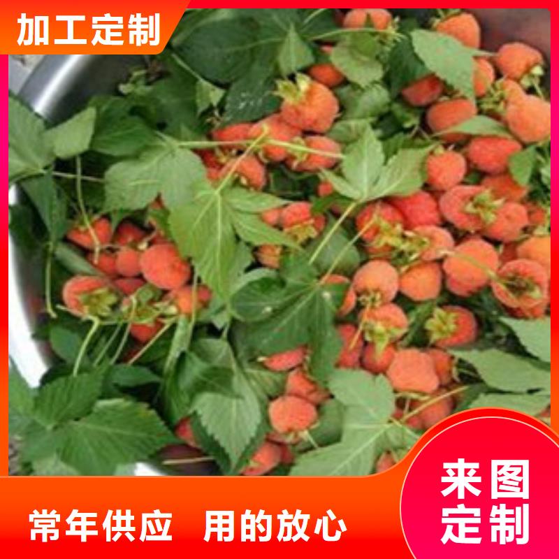 红树莓苗种植时间