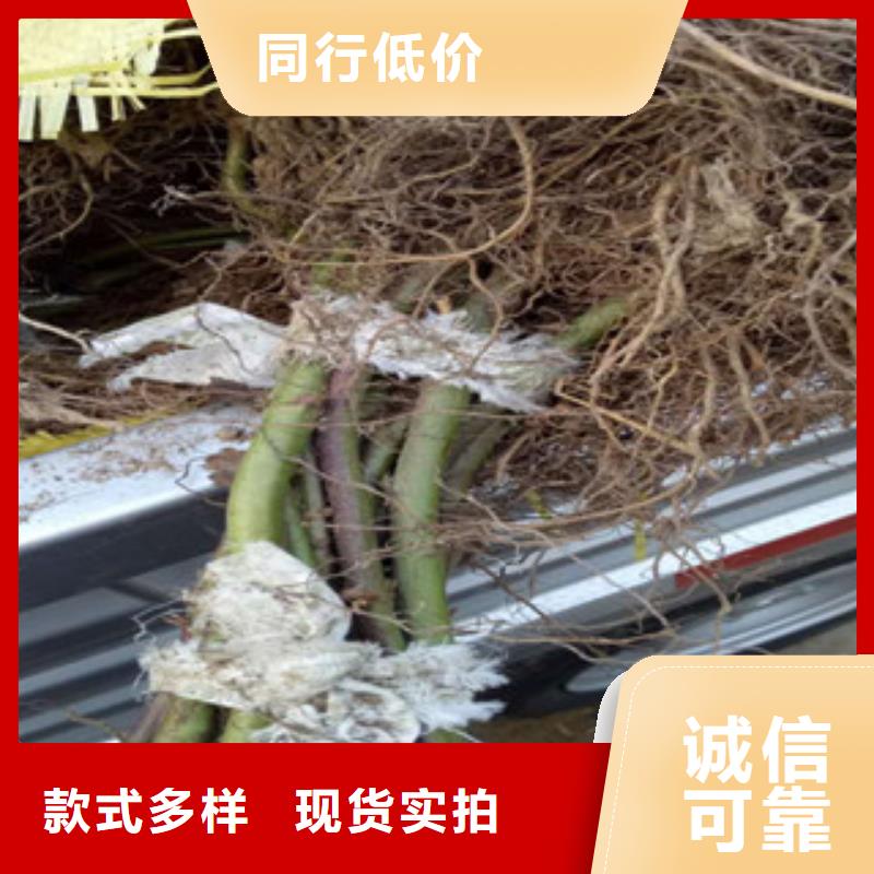 红树莓苗种植时间