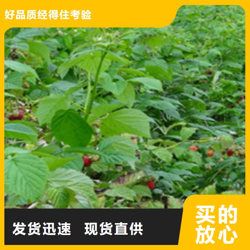 黑色树莓苗怎么买