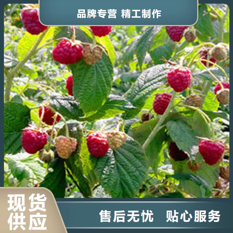 美21号苗种植时间
