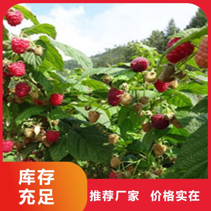 无刺红树莓苗
