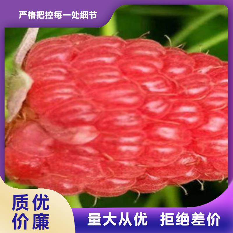 山莓苗高产品种