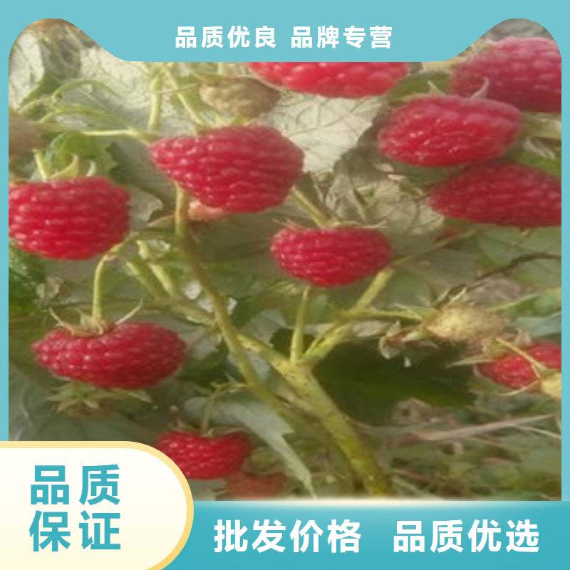 黑色树莓苗怎么买