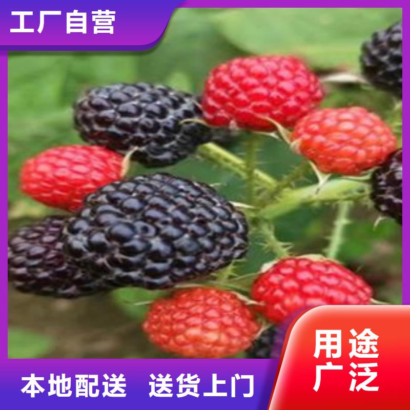 特大无刺黑莓苗批发低价