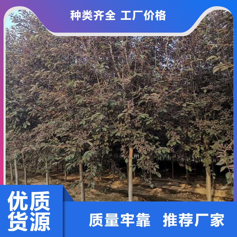 沙地柏小苗-桧柏球秋季大量批发绿化苗木同城服务商