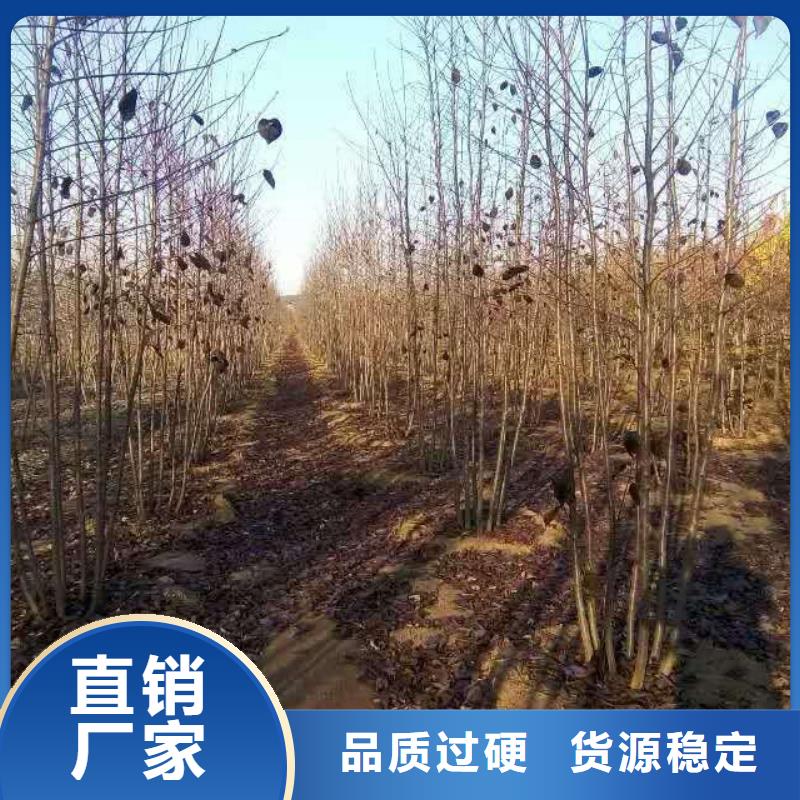 珍珠绣线菊球-珍珠绣线菊哪里卖多少钱一棵