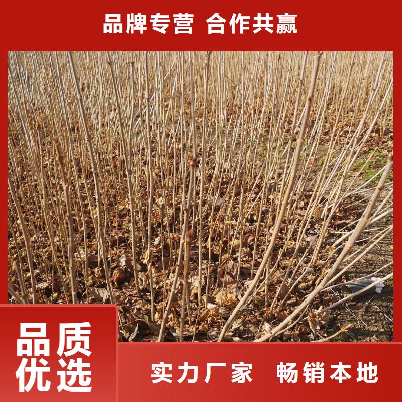 紫丁香小苗主营东北各种耐寒乔灌木内蒙古赤峰
