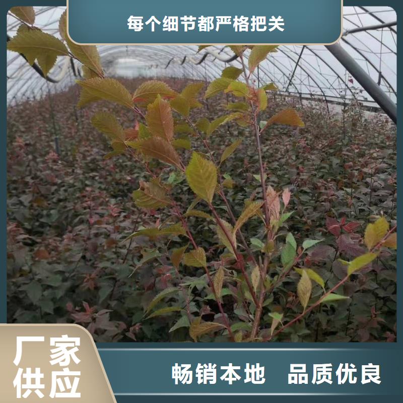 榆叶梅球京梅树主营各种绿化苗木规格型号全