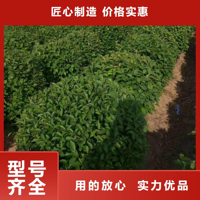 黄刺玫小苗哪里卖价格便宜现货批发