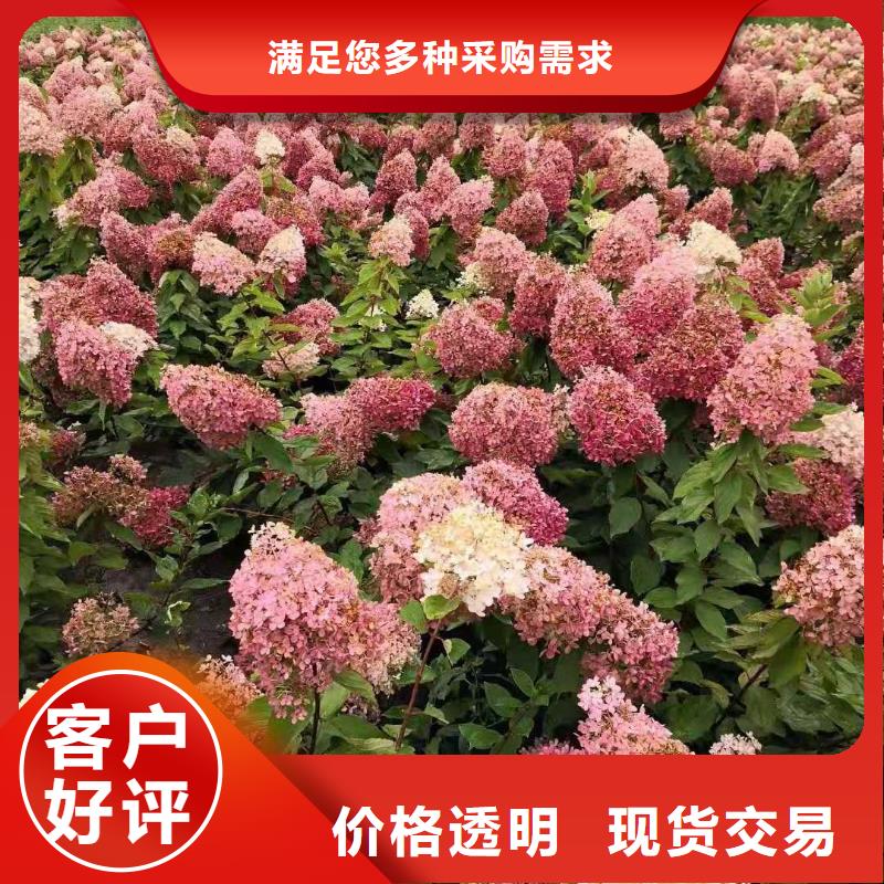 紫叶稠李丛生紫叶稠李