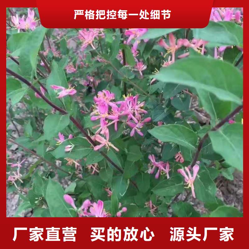 小叶丁香小苗四季丁香