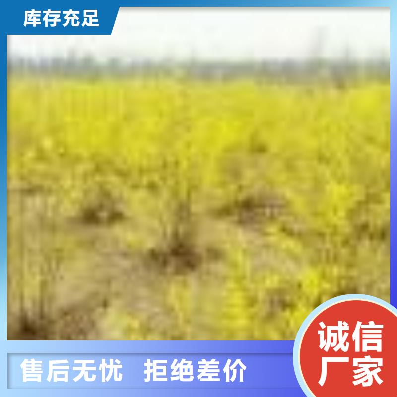 桧柏球丹桧篱小苗