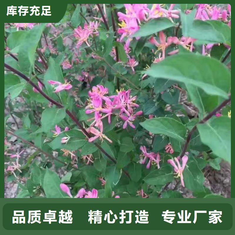 蓝叶忍冬球