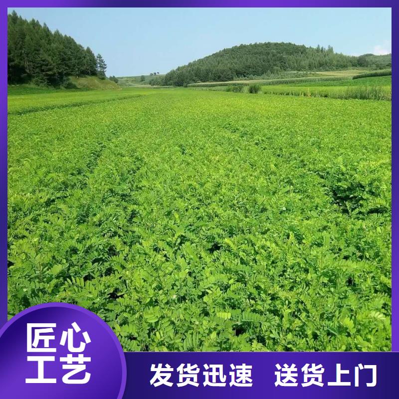 金叶榆丛生金叶榆球