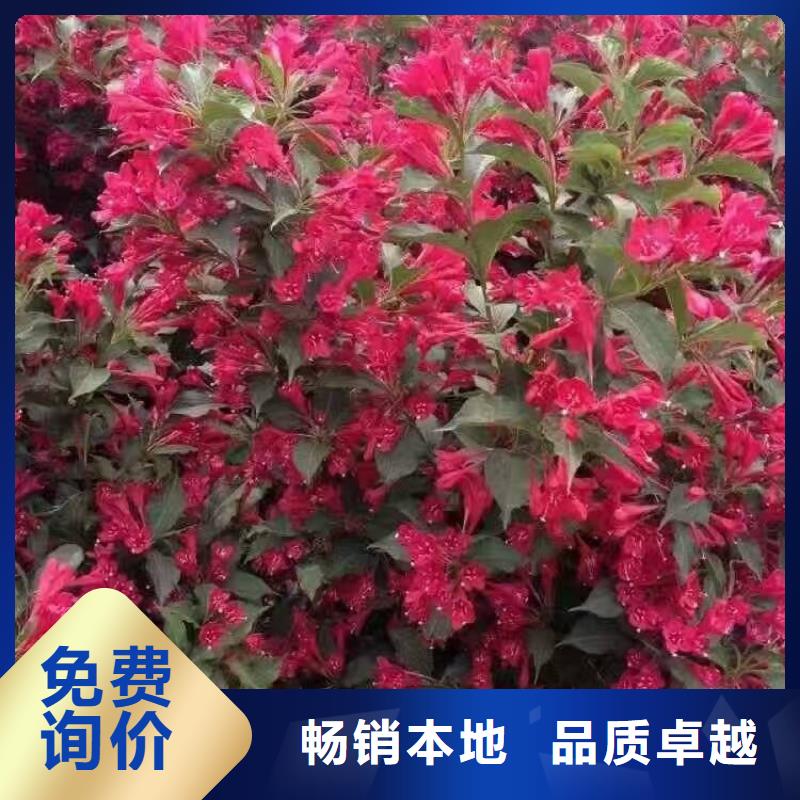 沙地柏营养杯苗