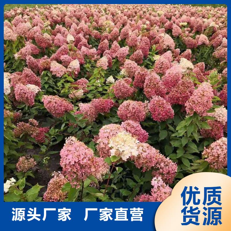 蓝叶忍冬球