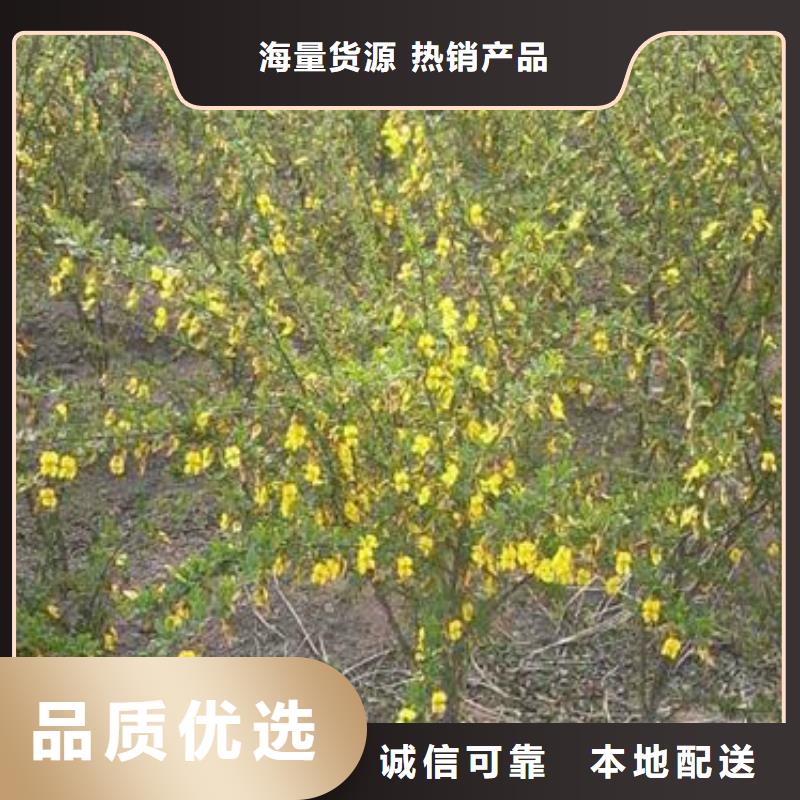 山桃稠李丛生山桃稠李