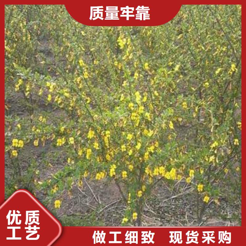 桧柏球丹桧篱小苗