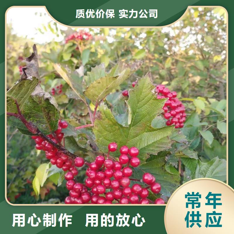 沙地柏小苗