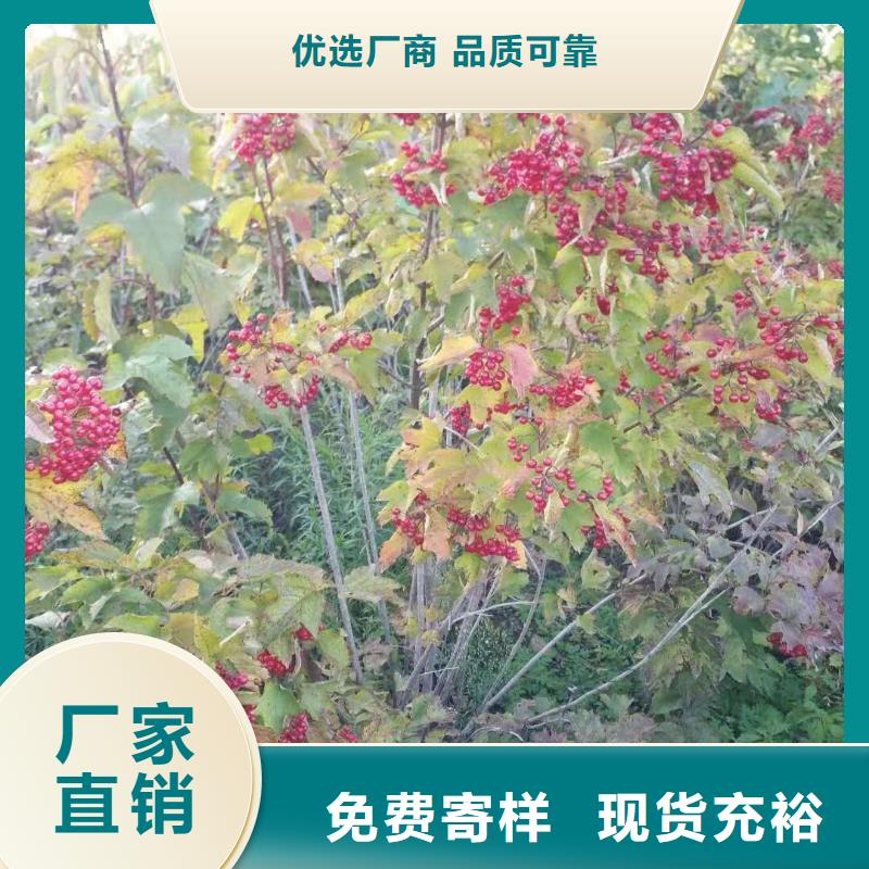 山桃稠李丛生山桃稠李