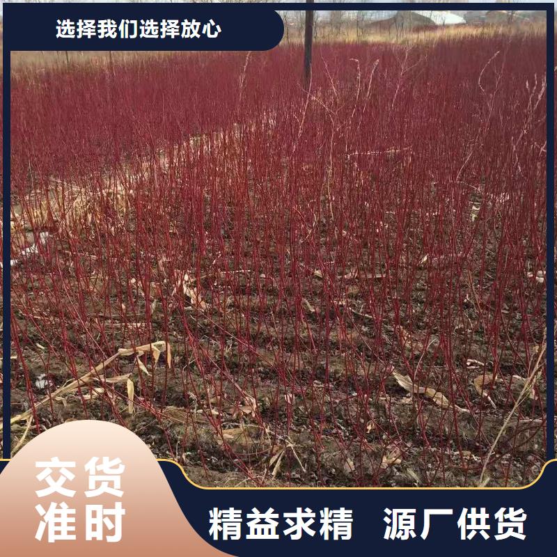 蓝叶忍冬球