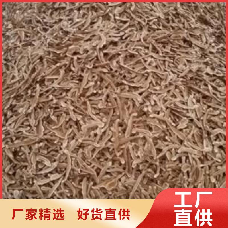灵芝图片