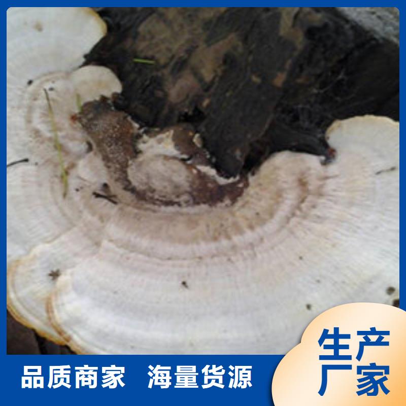 下城破壁灵芝孢子粉合作社