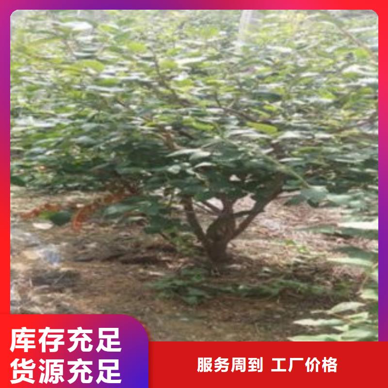 莱克西蓝莓苗【关键词2好品质售后无忧