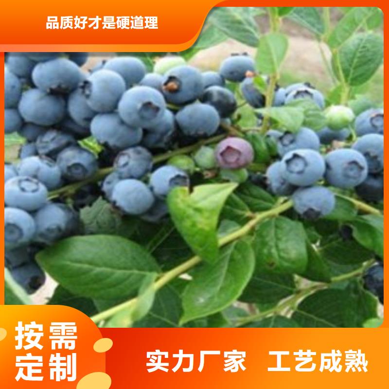 喜来蓝莓苗【关键词2海量库存