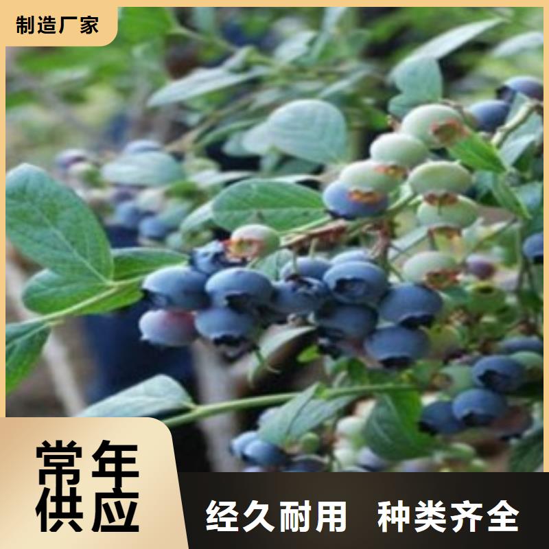 兔眼蓝莓苗【关键词2信誉至上