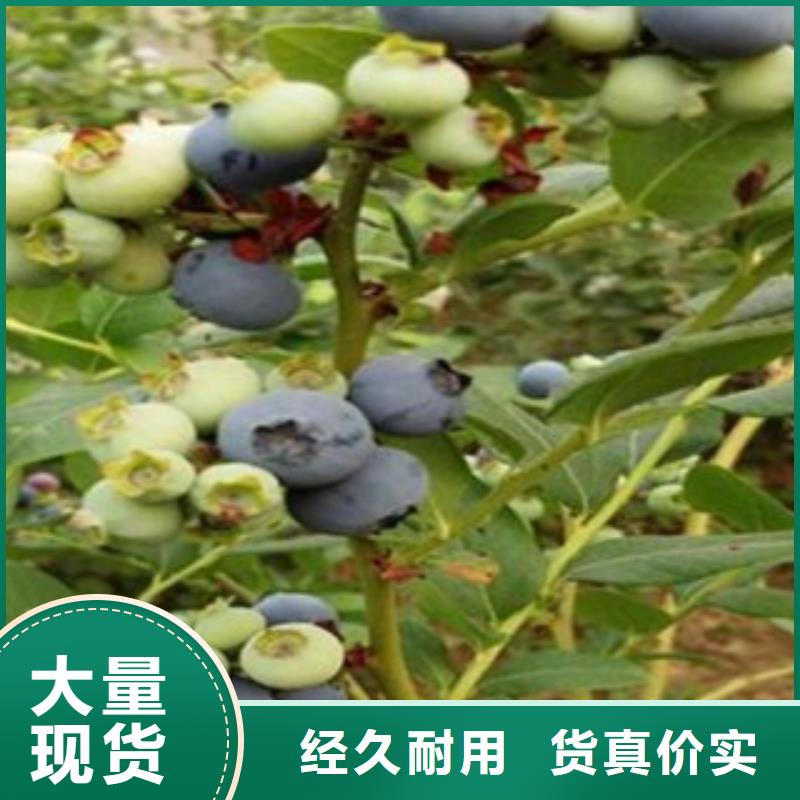 薄雾蓝莓苗【关键词2注重细节