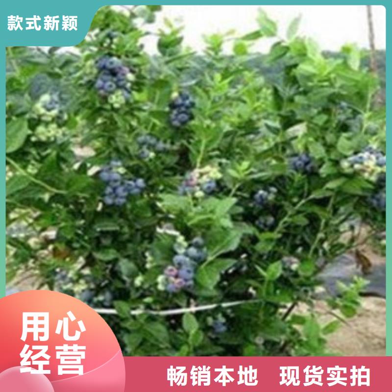 蓝宝石蓝莓苗【关键词2专注质量