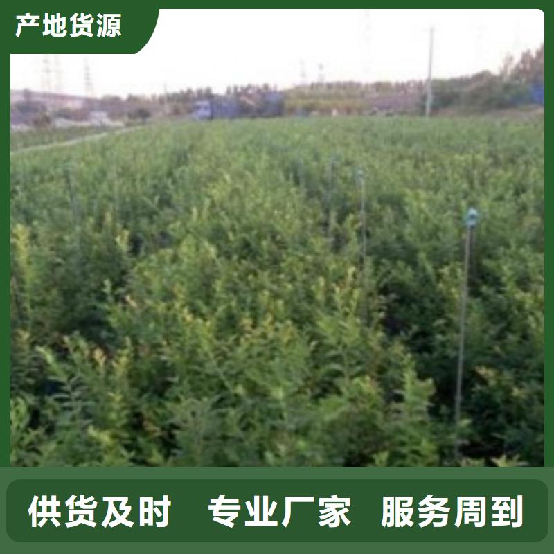 斯巴坦蓝莓苗【关键词2专注生产制造多年