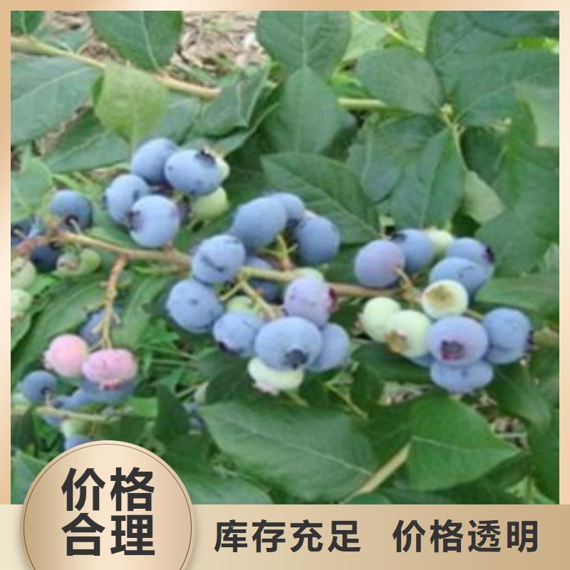 蓝丰蓝莓苗【关键词2主推产品