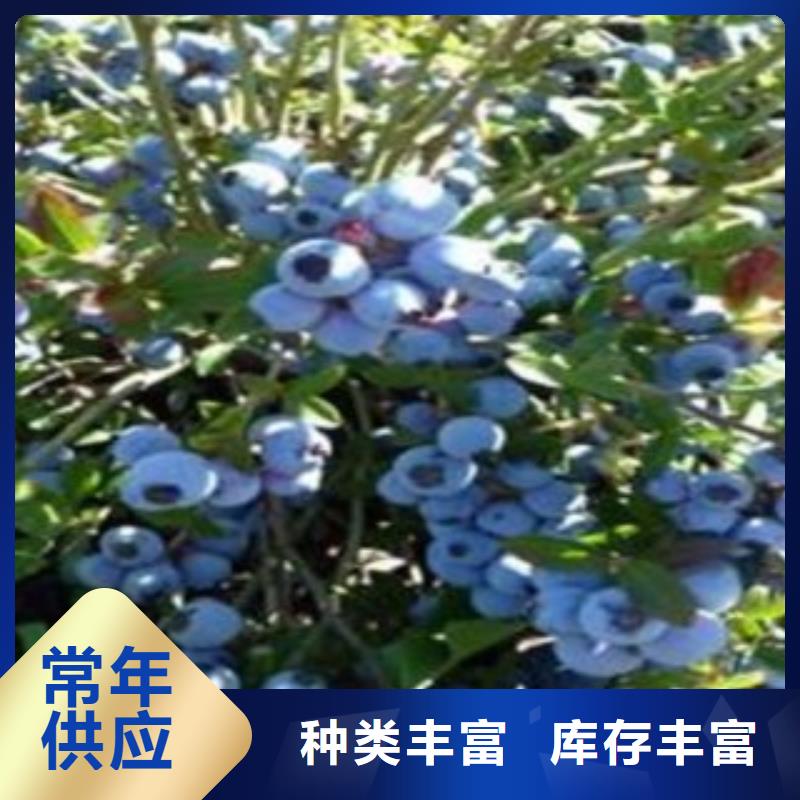 绿宝石蓝莓苗【关键词2厂家工艺先进