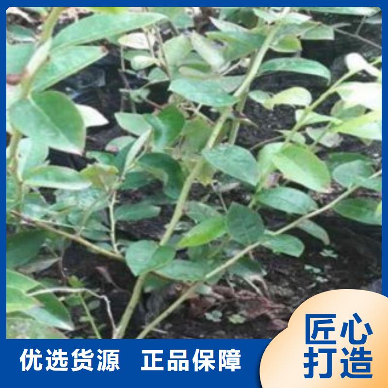 斯巴坦蓝莓苗【关键词2原厂制造