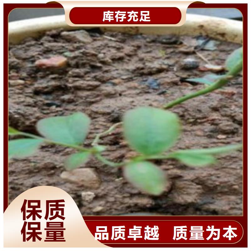 大蓝金蓝莓苗【关键词2多年行业经验