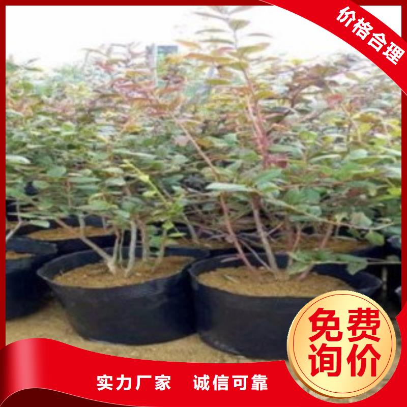 喜来蓝莓苗【关键词2种类多质量好