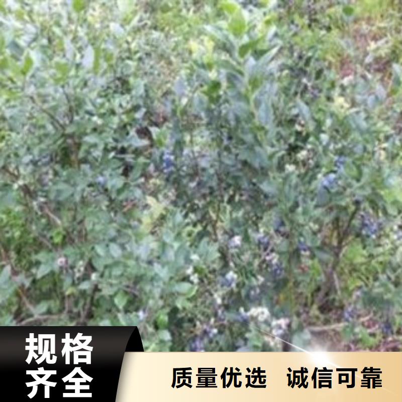 蓝丰蓝莓苗【关键词2价格地道