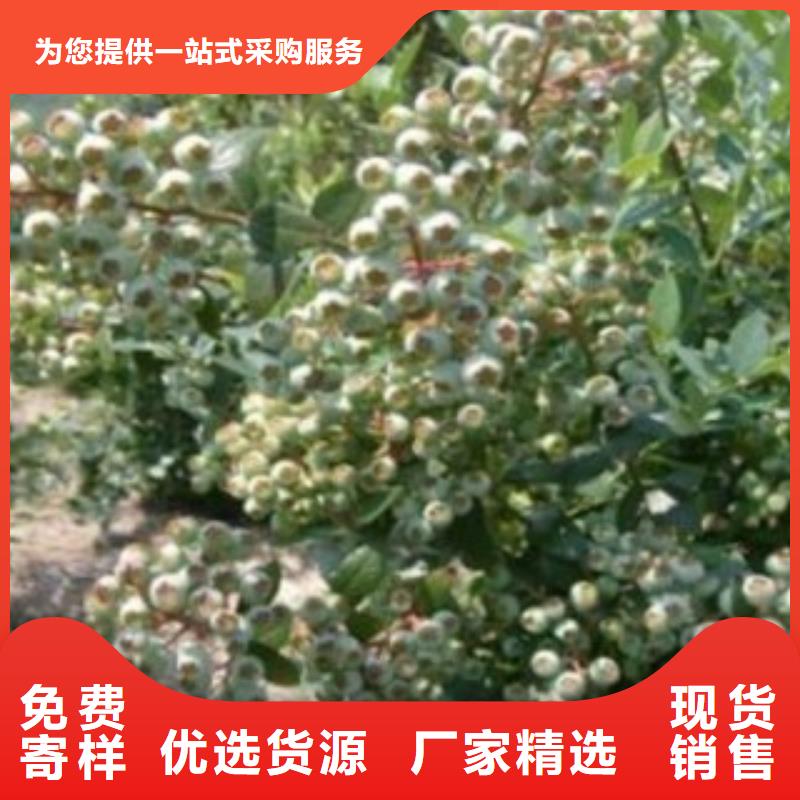 蓝宝石蓝莓苗【关键词2做工精细