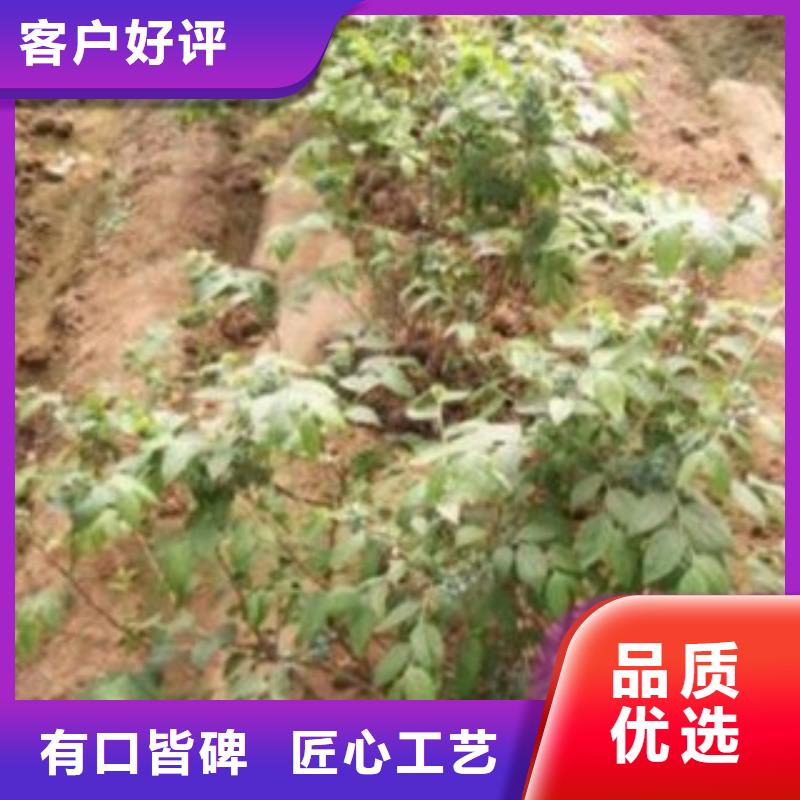 都克蓝莓苗【关键词2现货销售