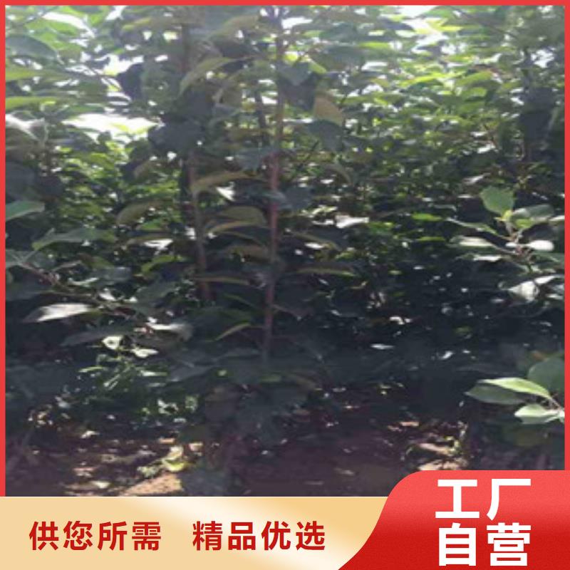 中秋王苹果树苗多少钱
