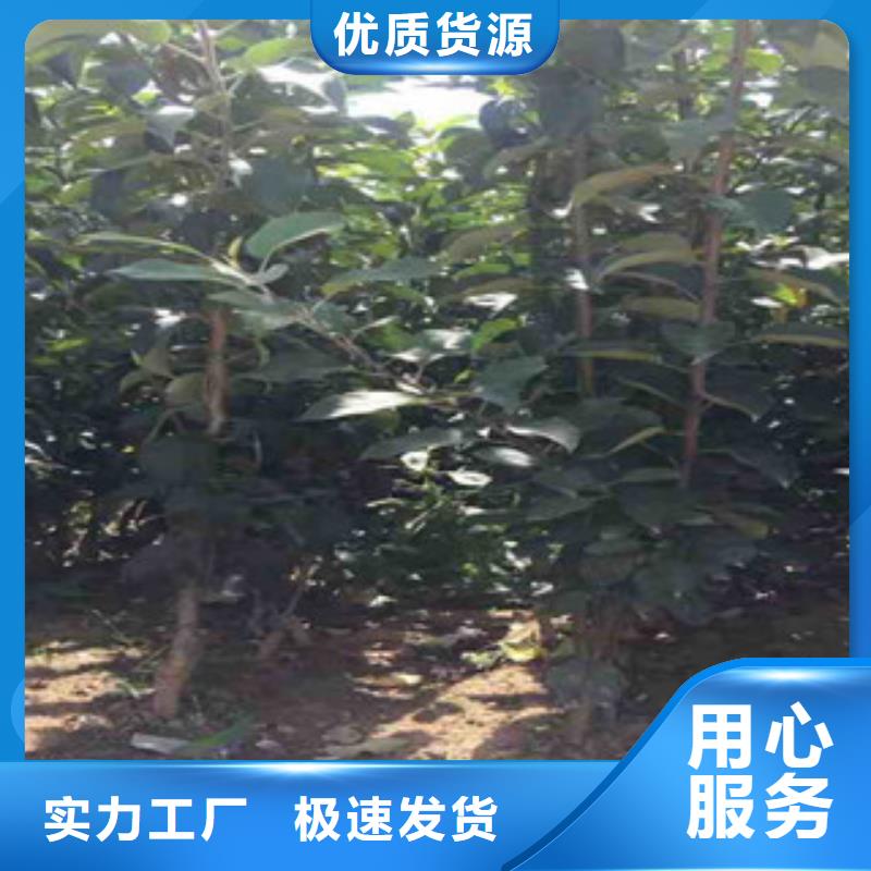 烟富0号苹果树苗什么品种好